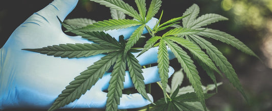 A hand in a latex glove touching a cannabis plant.