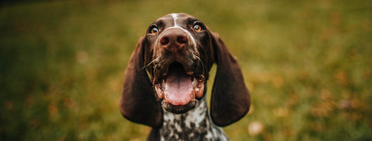 Dog with its mouth open in a park.