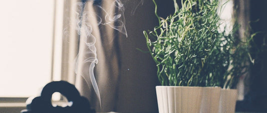 Vapor drifting upwards between a plant and a window.