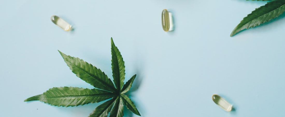 Cannabis leaves and capsules on a blue background.