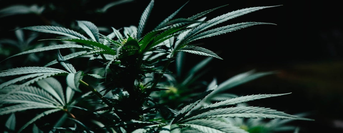 A cannabis plant in the dark.
