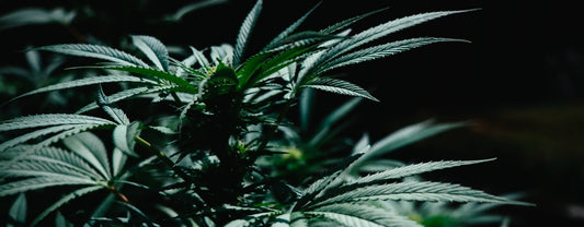 A cannabis plant in the dark.