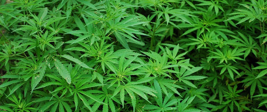 Cannabis plants outside.