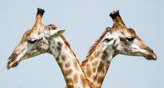 Two giraffes' heads, facing in opposite directions.